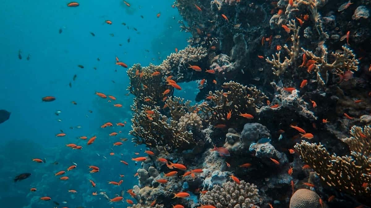 Tableau des tarifs publicitaires TikTok Brésil 2025 pour Marocains