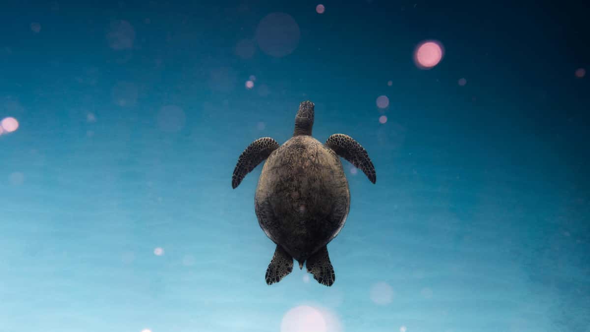 Marocains : Trouvez les créateurs Disney Plus Kenya pour booster vos ventes !