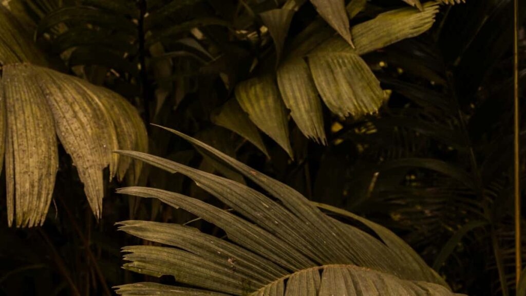 Guide pratique pour annonceurs au Maroc: comment reperer et activer createurs Twitter du Costa Rica pour generer telechargements d'app via influence.