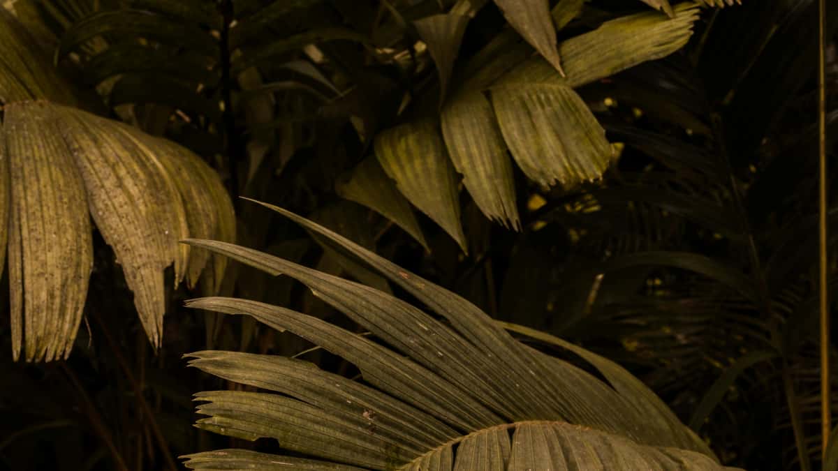 Annonceurs MA: Trouver créateurs Twitter Costa Rica et booster app