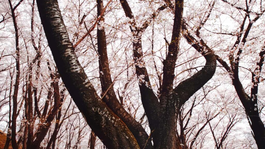 Guide pratique pour annonceurs au Maroc: comment reperer, evaluer et conclure deals a tarif fixe avec createurs croates specialises HBO Max.