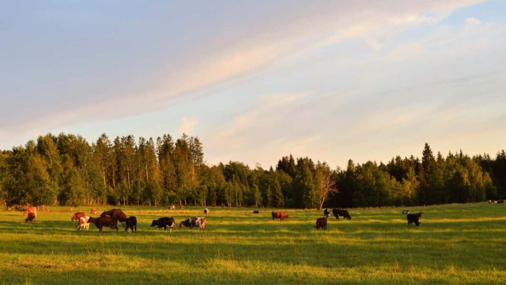 Guide pratique fr-MA pour contacter marques italiennes sur SoundCloud et obtenir echantillons gratuits tactiques, modeles, pieges legaux et pro-tips locaux.