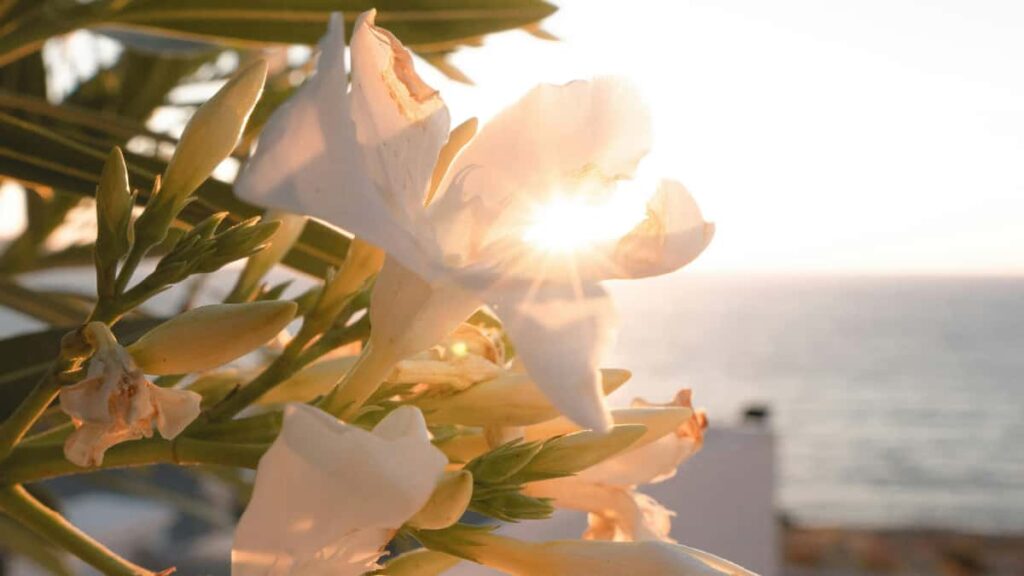 Guide pratique en fr-MA pour createurs au Maroc: comment identifier, contacter et co-creer bundles exclusifs avec marques irlandaises via Taobao/Tmall, etapes, risques et tactiques.