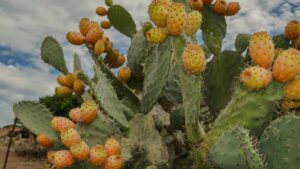 Guide pratique pour createurs au Maroc: comment capter marques lituaniennes via Disney Plus et gagner la confiance des sponsors.