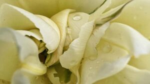 Guide pratique pour createurs au Maroc: comment approcher marques finlandaises via ShareChat pour collabs bien-etre, en tenant compte des nouvelles regles marketing et des tendances 2026.